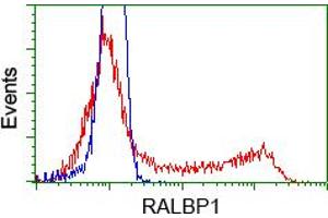 HEK293T cells transfected with either pCMV6-ENTRY RALBP1 (RC201524) (Red) or empty vector control plasmid (Blue) were immunostained with anti-RALBP1 mouse monoclonal (ABIN2453579), and then analyzed by flow cytometry. (RALBP1 Antikörper)