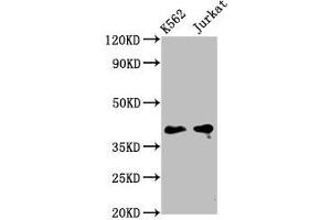 Western Blot Positive WB detected in: K562 whole cell lysate, Jurkat whole cell lysate All lanes: PURG antibody at 5 μg/mL Secondary Goat polyclonal to rabbit IgG at 1/50000 dilution Predicted band size: 40, 37 kDa Observed band size: 40 kDa (PURG Antikörper  (AA 242-345))