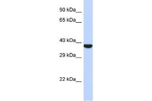 Host:  Rabbit  Target Name:  TMPPE  Sample Type:  721_B Whole cell lysates  Antibody Dilution:  1. (TMPPE Antikörper  (N-Term))