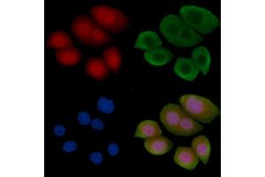 Phospho-ID2 (Thr27) Antibody staining Hela cells(45 min of heat-shock treatment) by IF/ICC.