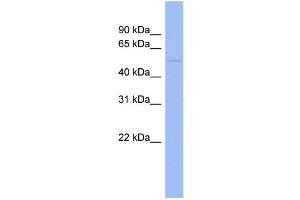 WB Suggested Anti-EFEMP1  Antibody Titration: 0. (FBLN3 Antikörper  (Middle Region))