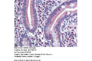 Immunohistochemistry with Human Small Intestine tissue at an antibody concentration of 5. (NR1I2 Antikörper  (N-Term))