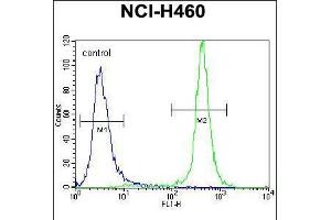 Flow cytometric analysis of NCI-H460 cells (right histogram) compared to a negative control cell (left histogram). (GABRA4 Antikörper  (AA 333-361))