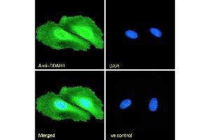 Immunofluorescence (IF) image for anti-Dimethylarginine Dimethylaminohydrolase 1 (DDAH1) (C-Term) antibody (ABIN184669)