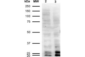 Western Blot analysis of Human Cervical Cancer cell line (HeLa) showing detection of Malondialdehyde -BSA using Mouse Anti-Malondialdehyde Monoclonal Antibody, Clone 11E3 . (Malondialdehyde Antikörper  (HRP))