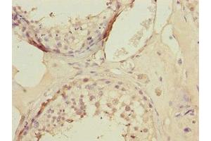 Immunohistochemistry of paraffin-embedded human testis tissue using ABIN7157736 at dilution of 1:100 (KLF9 Antikörper  (AA 1-150))