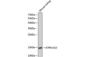 Western blot analysis of extracts of mouse kidney, using V1G3 antibody (ABIN7265759) at 1:1000 dilution. (ATP6V1G3i Antikörper  (AA 1-118))