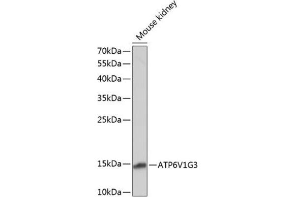 ATP6V1G3i Antikörper  (AA 1-118)