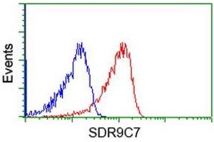 HEK293T cells transfected with either RC210941 overexpress plasmid (Red) or empty vector control plasmid (Blue) were immunostained by anti-SDR9C7 antibody (ABIN2453634), and then analyzed by flow cytometry. (SDR9C7 Antikörper)