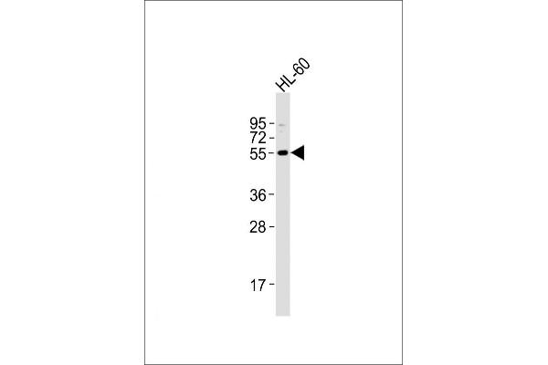 ZFP91 Antikörper  (AA 216-245)