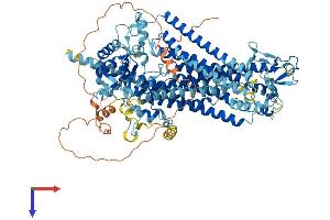 ANO3 Protein (AA 1-981) (His tag)