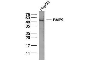 Lane 1: Human HepG2 lysates probed with BMP9 Polyclonal Antibody, Unconjugated  at 1:300 overnight at 4˚C. (GDF2 Antikörper  (AA 351-429))