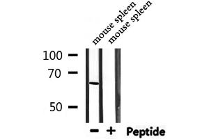 Western blot analysis of extracts from mouse spleen, using PTBP1 Antibody. (PTBP1 Antikörper  (N-Term))