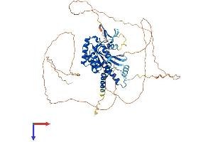 Septin 9 Protein (SEPT9) (AA 1-586) (His tag)