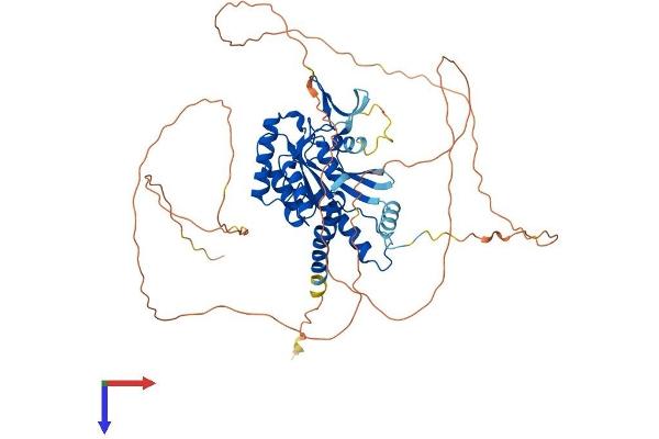 Septin 9 Protein (SEPT9) (AA 1-586) (His tag)