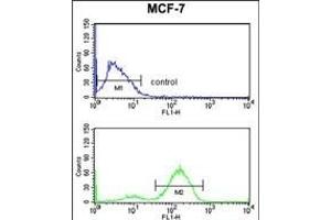 JUP Antibody (C-term) (ABIN652942 and ABIN2842601) flow cytometry analysis of MCF-7 cells (bottom histogram) compared to a negative control cell (top histogram).