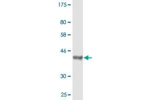 Western Blot detection against Immunogen (37. (Osteopontin Antikörper  (AA 21-129))