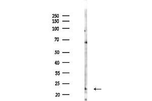 Western blot analysis of lysates from Mouse testis, using NU Antibody at 1/1000 dilution.