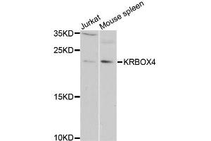 Western blot analysis of extracts of various cell lines, using KRBOX4 antibody (ABIN5975027) at 1/1000 dilution.