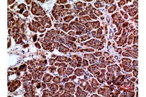Immunohistochemistry (IHC) analysis of paraffin-embedded Human Pancreas, antibody was diluted at 1:100. (Amphiphysin Antikörper  (C-Term))