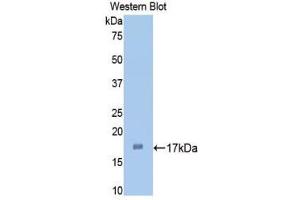 Western Blotting (WB) image for anti-Interleukin 1 alpha (IL1A) (AA 132-267) antibody (ABIN1859376)