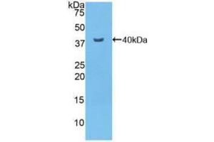 Western blot analysis of recombinant Mouse NFkB. (NFkB Antikörper  (AA 40-365))