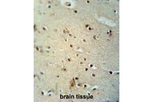 CIC antibody (N-term) immunohistochemistry analysis in formalin fixed and paraffin embedded human brain tissue followed by peroxidase conjugation of the secondary antibody and DAB staining.