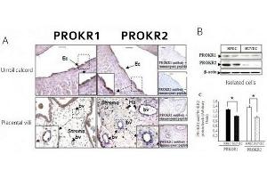 PROKR1 and PROKR2 protein expression in placental-tissue umbilical cord and in isolated HPECs and HUVECs (A) Immunohistochemistry of chorionic villi and ombilical cord sections using antibodies to PROKR1 and PROKR2. (Prokineticin Receptor 1 Antikörper  (N-Term))