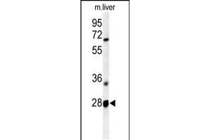 Western blot analysis of RTP2 Antibody in mouse liver tissue lysates (35ug/lane)