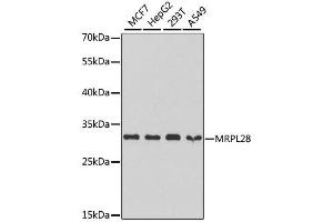 Western blot analysis of extracts of various cell lines, using MRPL28 antibody. (MRPL28 Antikörper  (AA 1-256))