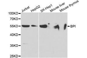 Western blot analysis of extracts of various cell lines, using BPI antibody. (BPI Antikörper  (AA 248-487))