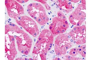 Anti-PNPO antibody IHC staining of human kidney. (PNPO Antikörper)