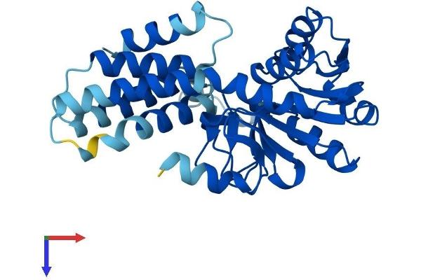 EIF2B1 Protein (AA 1-305) (His tag)