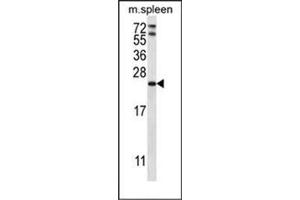 Western blot analysis of RAP1A Antibody (C-term) in mouse spleen tissue lysates (35ug/lane). (RAP1A Antikörper  (C-Term))