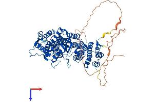 Menin Protein (AA 1-611) (His tag)