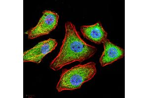 Immunofluorescence (IF) image for anti-Selectin L (SELL) (AA 83-186) antibody (ABIN5542333)