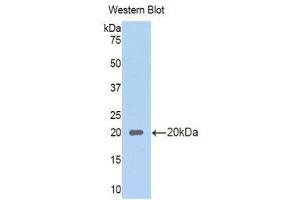 Western Blotting (WB) image for anti-Regenerating Islet-Derived 1 alpha (REG1A) (AA 22-165) antibody (ABIN1860425)