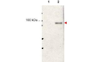 Image no. 1 for anti-Signal Transducer and Activator of Transcription 5A (STAT5A) (Tyr694) antibody (ABIN401413) (STAT5A Antikörper  (Tyr694))