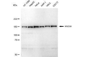 anti-RAD50 Homolog (S. Cerevisiae) (RAD50) antibody