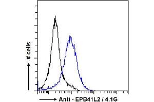 ABIN238594 Flow cytometric analysis of paraformaldehyde fixed A431 cells (blue line), permeabilized with 0. (EPB41L2 Antikörper  (Internal Region))