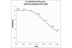 Antigen: 0. (MST1/MST2 (pThr180), (pThr183) Antikörper)