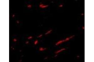 Immunofluorescence (IF) image for anti-Solute Carrier Family 22 (Organic Cation Transporter), Member 17 (SLC22A17) (C-Term) antibody (ABIN500738)