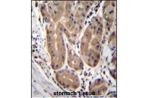 ABHD2 Antibody (Center) (ABIN657007 and ABIN2846187) immunohistochemistry analysis in formalin fixed and paraffin embedded human stomach tissue followed by peroxidase conjugation of the secondary antibody and DAB staining. (ABHD2 Antikörper  (AA 263-292))