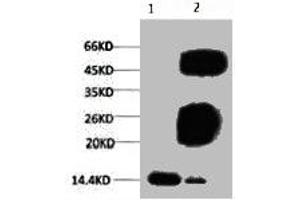 Western blot analysis of Hela, diluted at 1:500. (Histone 3 Antikörper  (H3K79me3))