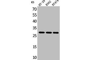 Western Blot analysis of HT29 K562 BT474 cells using BRMS-1 Polyclonal Antibody (BRMS1 Antikörper  (C-Term))