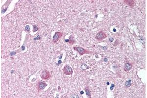 Anti-WNT9A antibody  ABIN1049488 IHC staining of human brain, cortex. (WNT9A Antikörper  (N-Term))