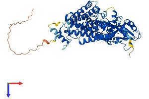 LMF1 Protein (AA 1-574) (His tag)