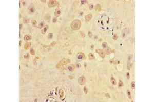 Immunohistochemistry of paraffin-embedded human placenta tissue using ABIN7168711 at dilution of 1:100 (SCG2 Antikörper  (AA 31-617))