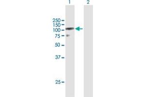 Western Blot analysis of DZIP1L expression in transfected 293T cell line by DZIP1L MaxPab polyclonal antibody. (DZIP1L Antikörper  (AA 1-767))