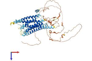 GPR162 Protein (AA 1-588) (His tag)